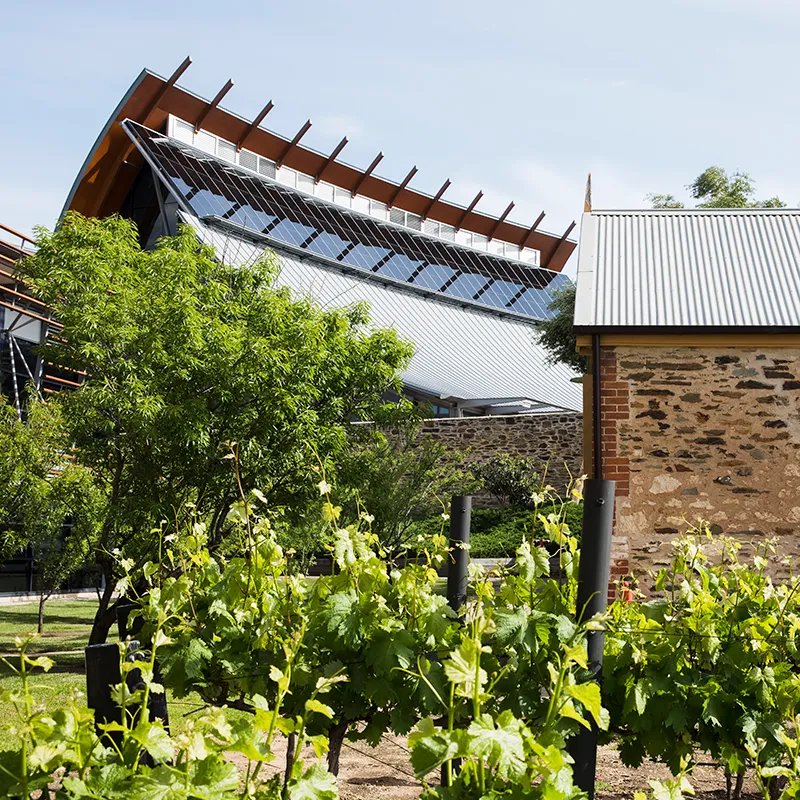 야외 포도밭 (Vineyard)
